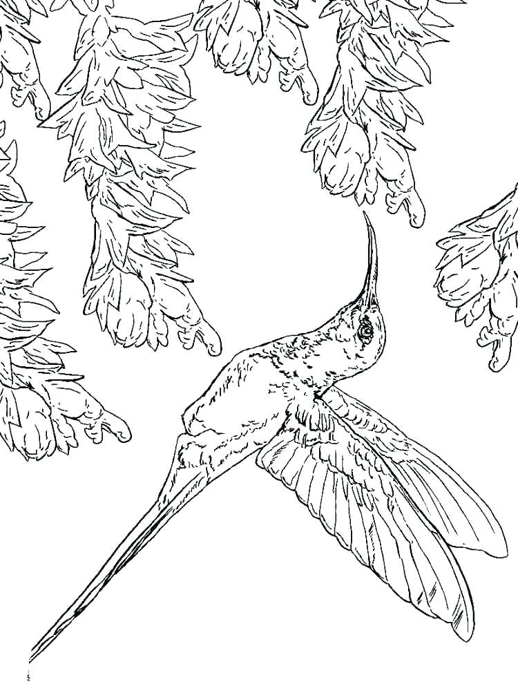 750x1000 Hummingbird Coloring Page