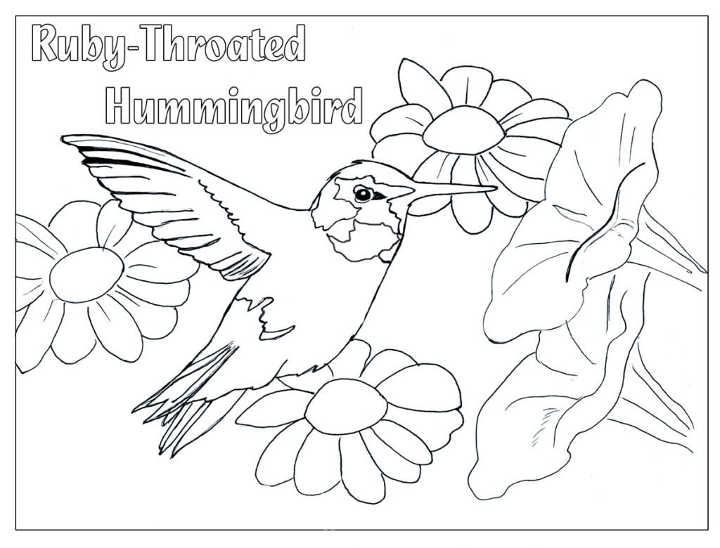 1024x780 Hummingbird Color Page Appliques Hummingbird