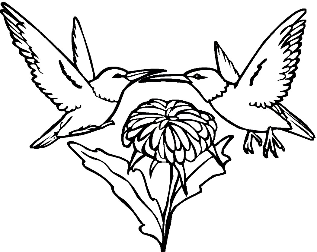 1050x836 Hummingbird Coloring Page