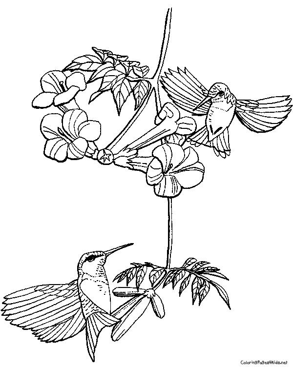 600x756 Hummingbird Coloring Page Free Download