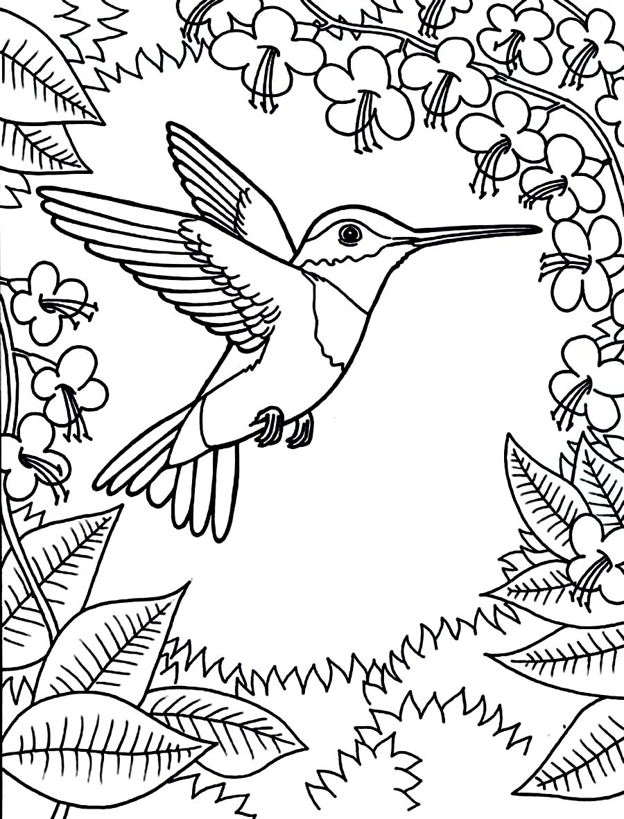 900x1182 Hummingbird Coloring Pages