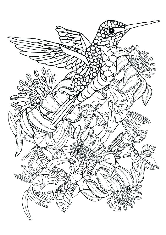 Hummingbird Coloring Pages For Adults at GetDrawings | Free download