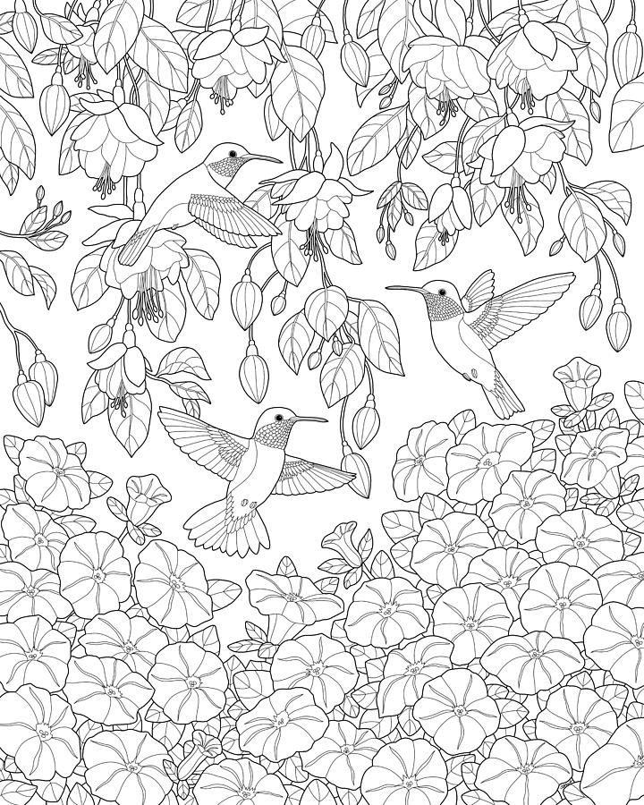 Hummingbird Coloring Pages For Adults at GetDrawings | Free download