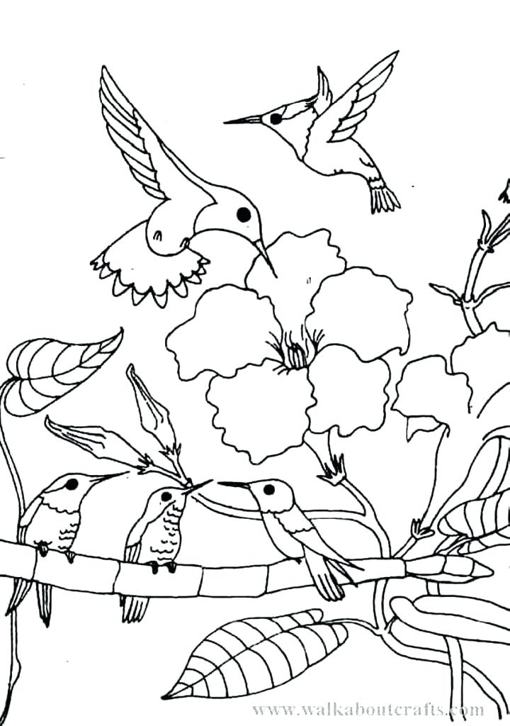 720x1024 Hummingbird Coloring Pages Adult Hummingbird Coloring Pages