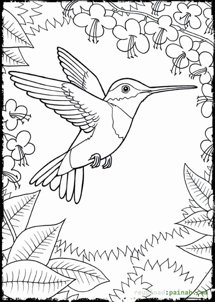 728x1024 Adults Color Pages Free Printable Hummingbird Coloring Pages