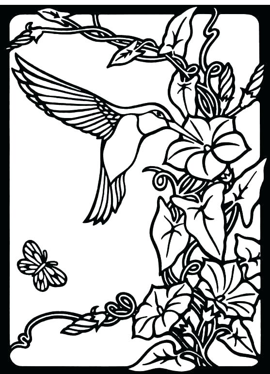 557x770 Hummingbird Coloring Pictures