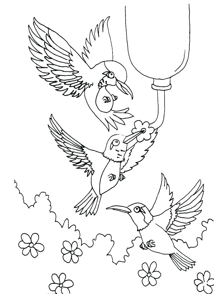 736x1011 Hummingbird Coloring Page