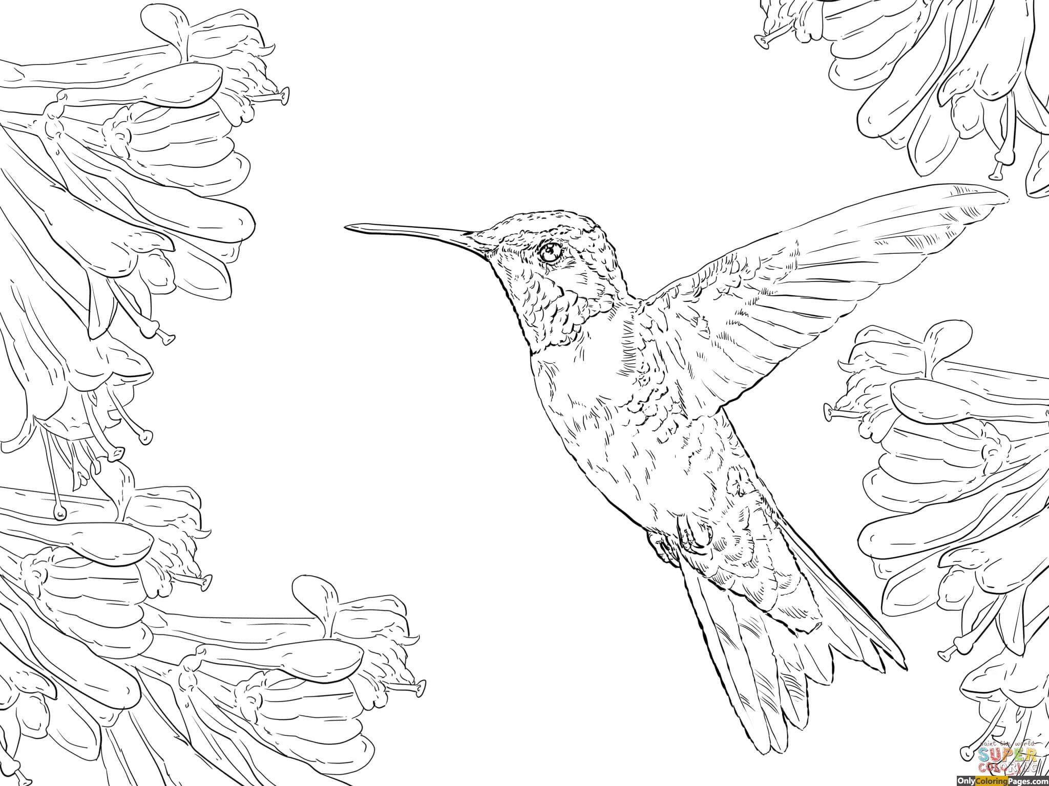 2048x1536 Ruby Throated Hummingbird Coloring Pages Activity Sheets
