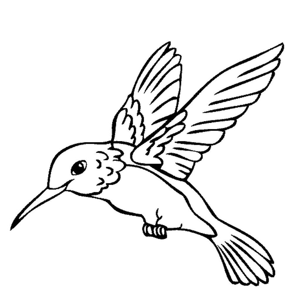 Hummingbird Coloring Pages Printable at GetDrawings | Free download