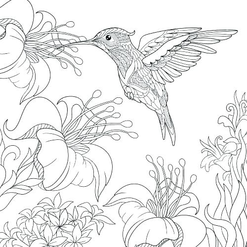 500x500 Coloring Pages Of Hummingbirds Coloring Pages Of Hummingbirds