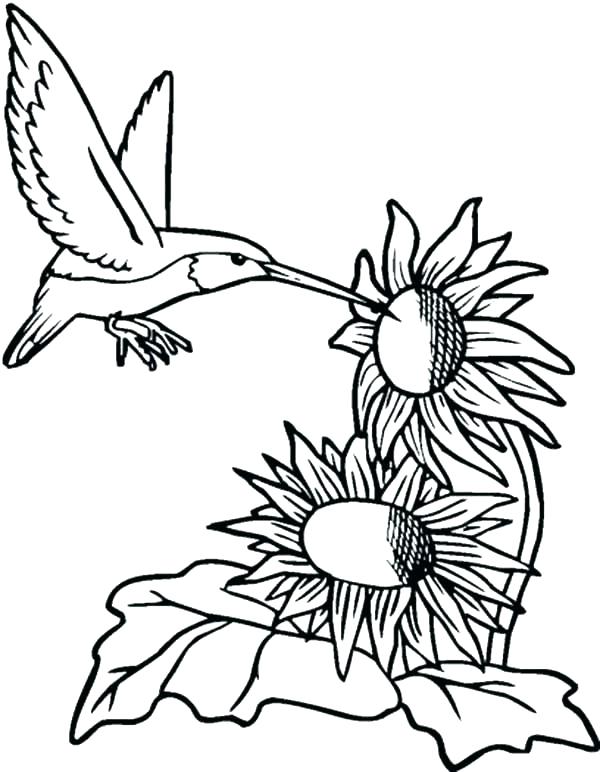600x772 Coloring Pages Of Hummingbirds Hummingbird Coloring Pages