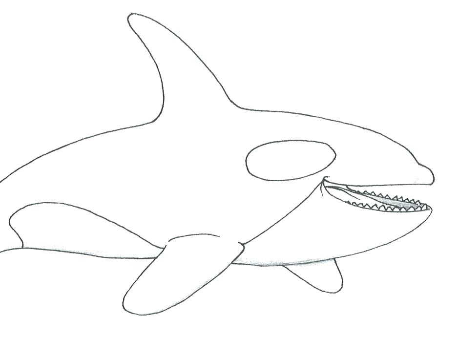 940x690 Humpback Whale Coloring Pages Humpback Whale Color Page