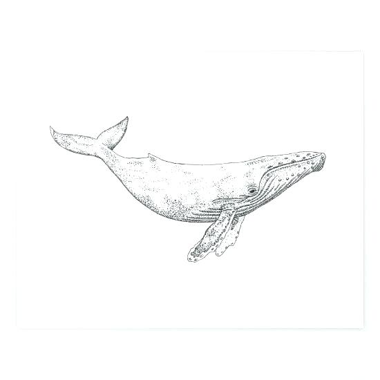 550x550 Humpback Whale Pictures To Color Astonishing Humpback Whale