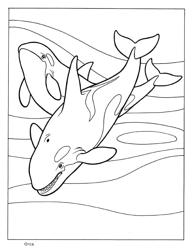 612x792 Whale Coloring Page Whale Coloring Pages Free Printable Humpback
