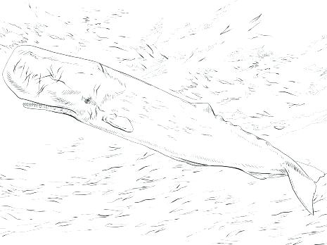 465x348 Whale Coloring Pages Whale Whale Coloring Pages Free Humpback