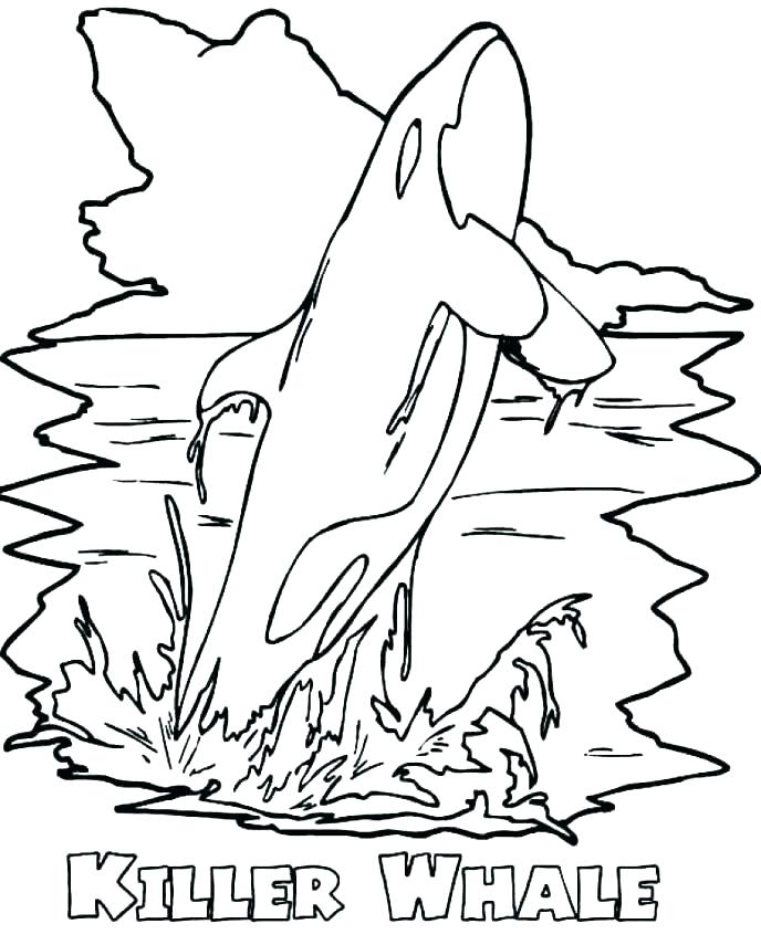 688x855 Coloring Whale Best Whale Coloring Pages Pictures Whales Coloring