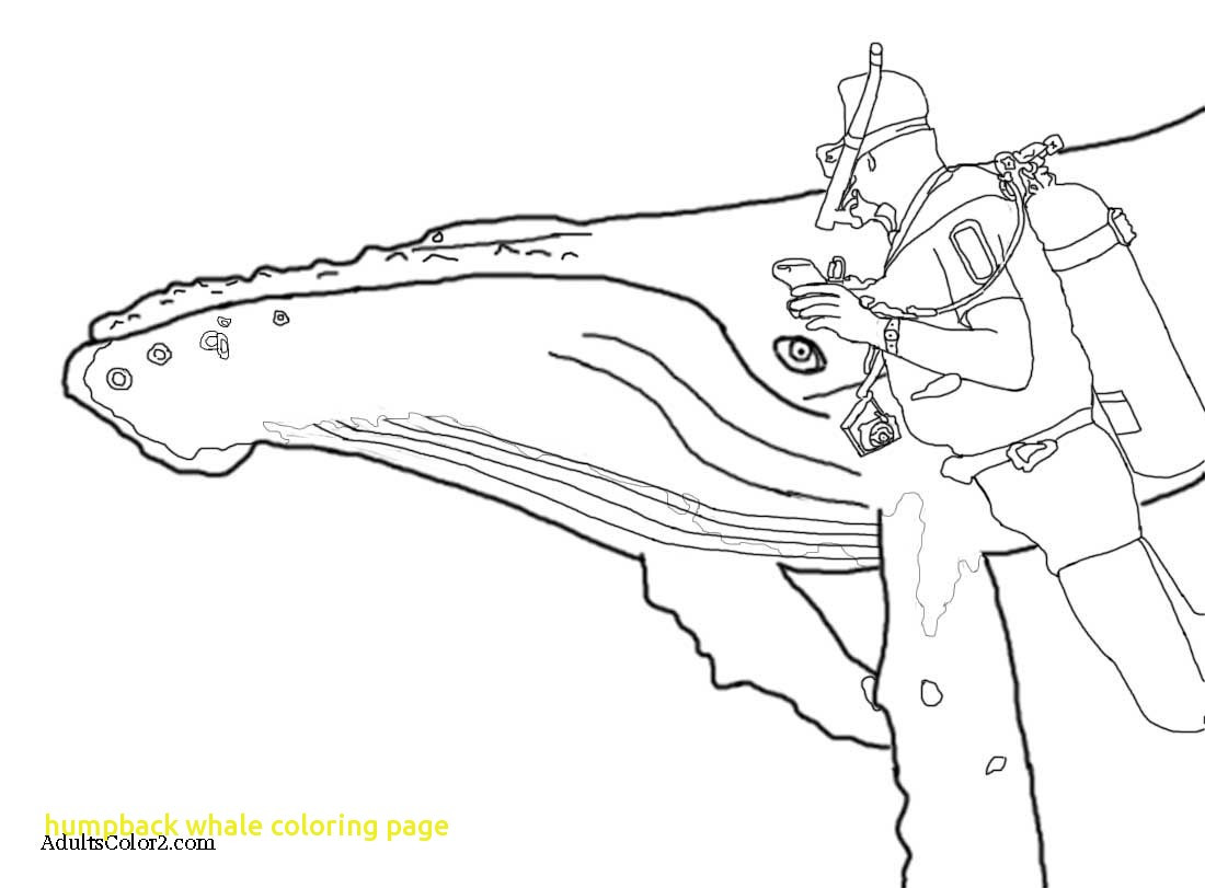 1100x811 Diving Humpback Whale Coloring Page Free Printable Pages