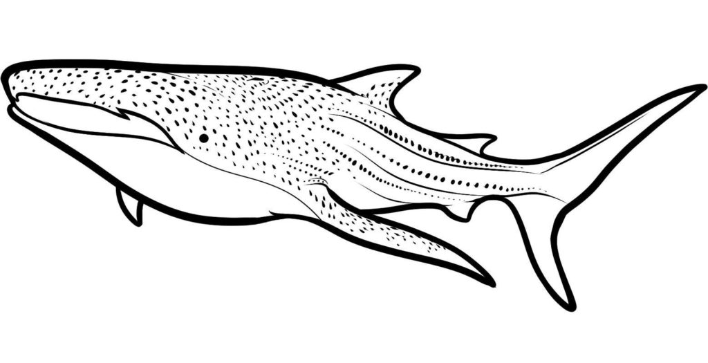 1024x525 Whale Shark Coloring Pages