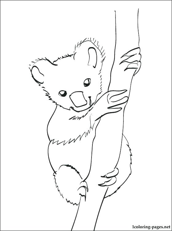 560x750 Evolution Coloring Book Together With Evolution A Coloring Book