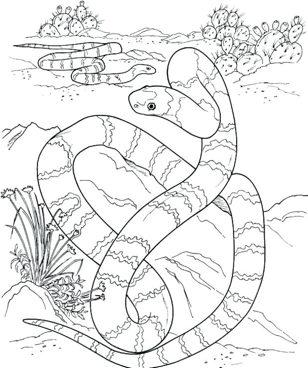 618x738 Evolution Coloring Pages Coloring Page Mega Pages Pictures
