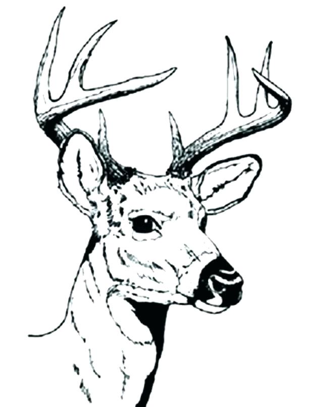 618x805 Free Printable Deer Hunting Coloring Pages Elk Page Sheet Deer