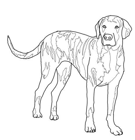 465x480 Plott Hound Coloring Page Dog Art Plott Hound