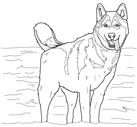 480x445 Husky Coloring Pages Siberian Huskies