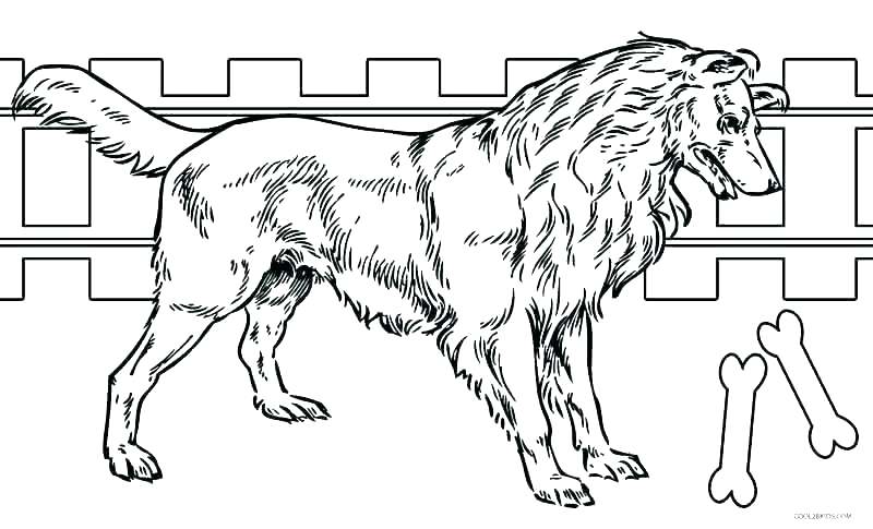 800x485 Husky Dog Coloring Pages Husky Coloring Pages Also Husky Coloring