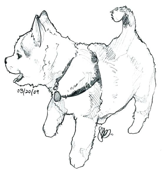 550x598 Siberian Husky Coloring Pages Husky Coloring Page Detail Husky Dog
