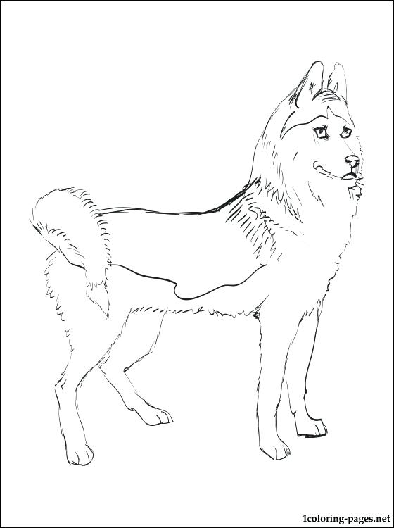 560x750 Free Husky Dog Coloring Pages Page