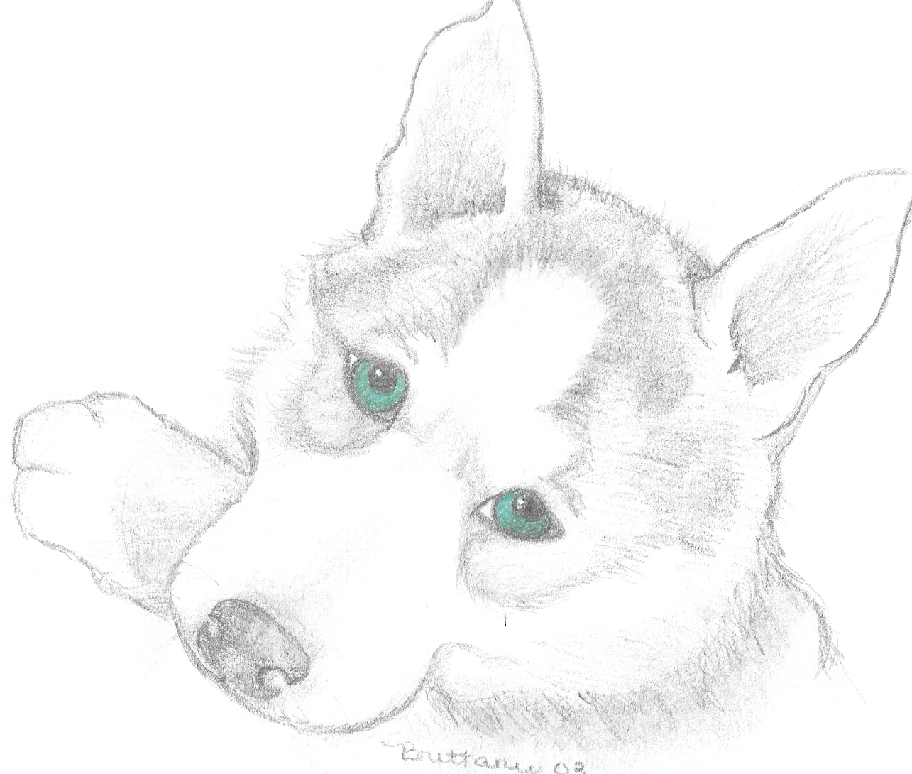 1285x1090 Siberian Husky Puppies Coloring Pages Molly Husky