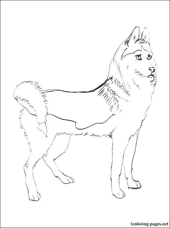 560x750 Siberian Husky Puppy Coloring Pages Posts Page