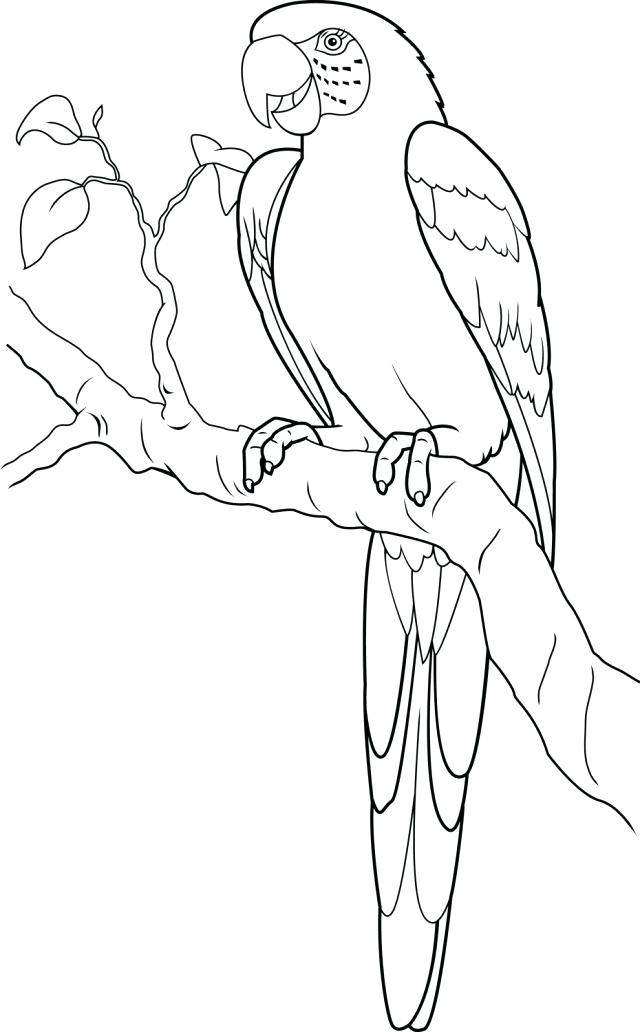 640x1032 Macaw Coloring Page Coloring Trend Thumbnail Size Blue Macaw