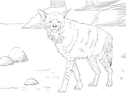 480x360 Hyena Coloring Sheets Striped Page Free Printable Pages