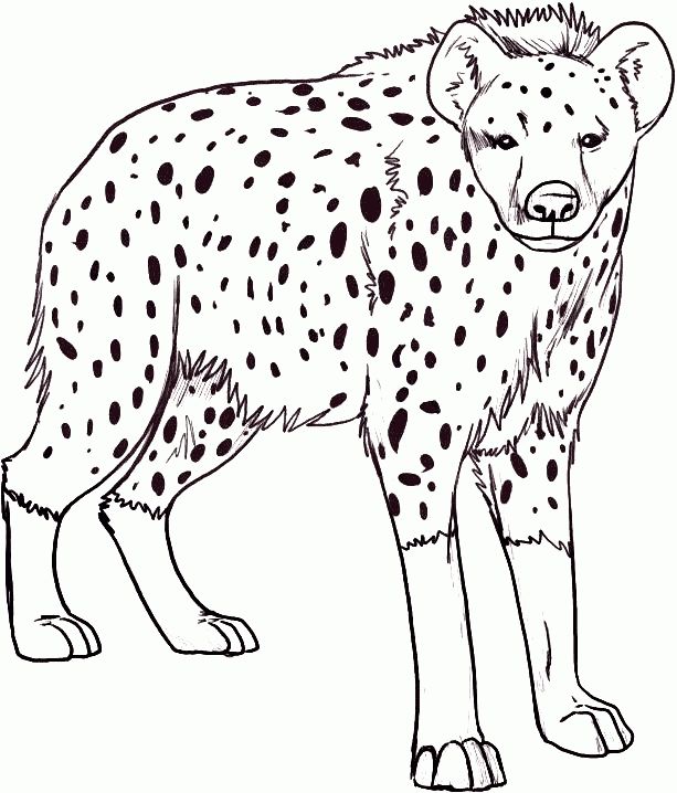 613x718 Coloring Pages Hyena And Preschool