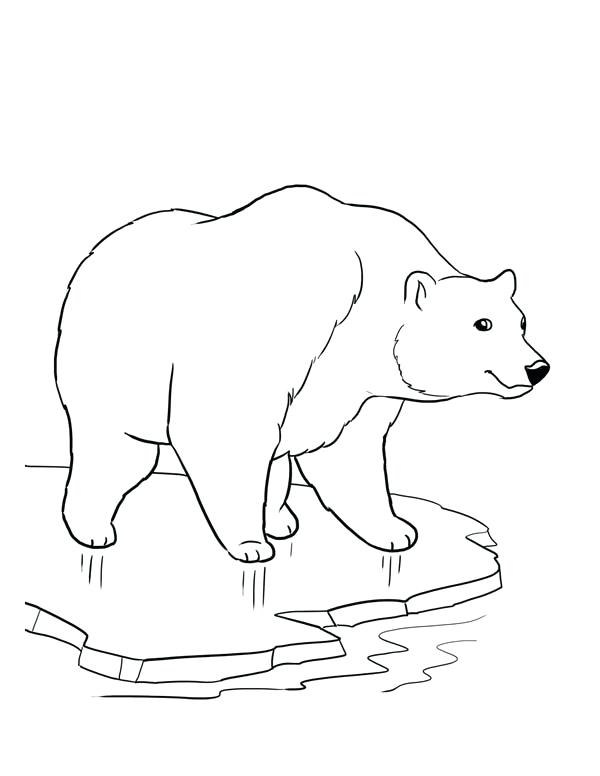600x776 Special Polar Bear Pictures To Color Bears Coloring Pages Pin Page