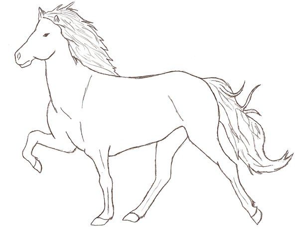 600x460 Best Icelandic Horse Images On Horses, Horse