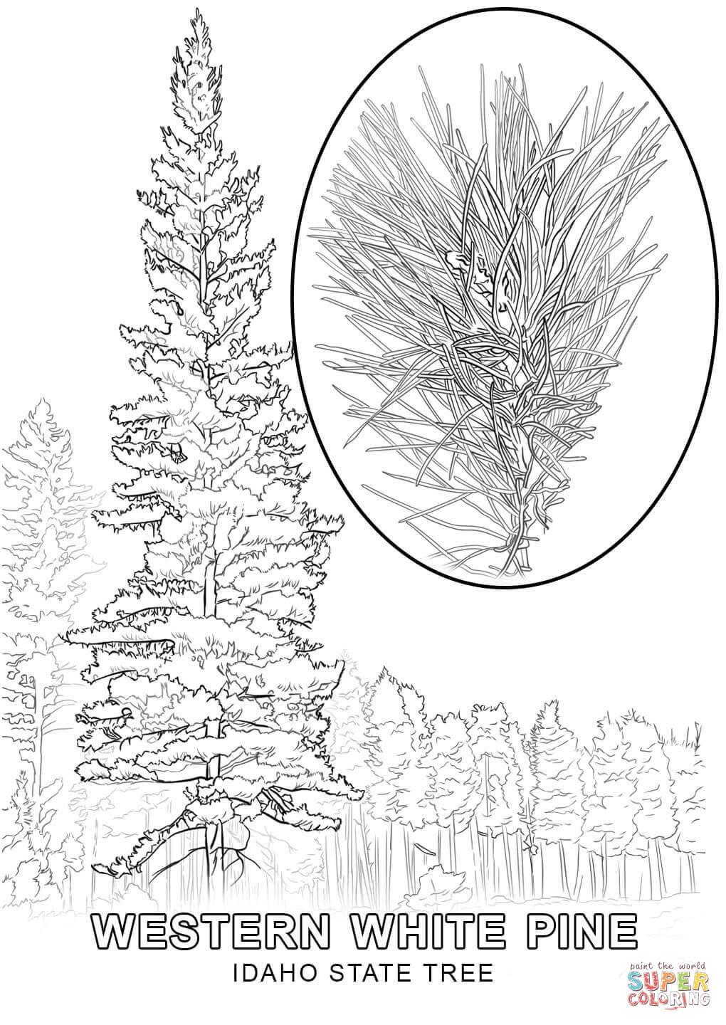 1020x1440 Top Idaho State Symbols Coloring Pages Tree Pa