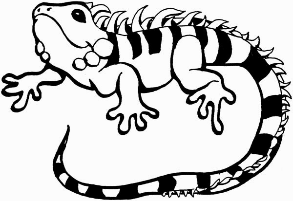 600x413 Iguana Coloring Pages