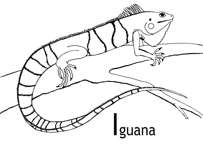825x638 Iguana Coloring Pages Free Iguana Coloring Pages Colorless Cartoon
