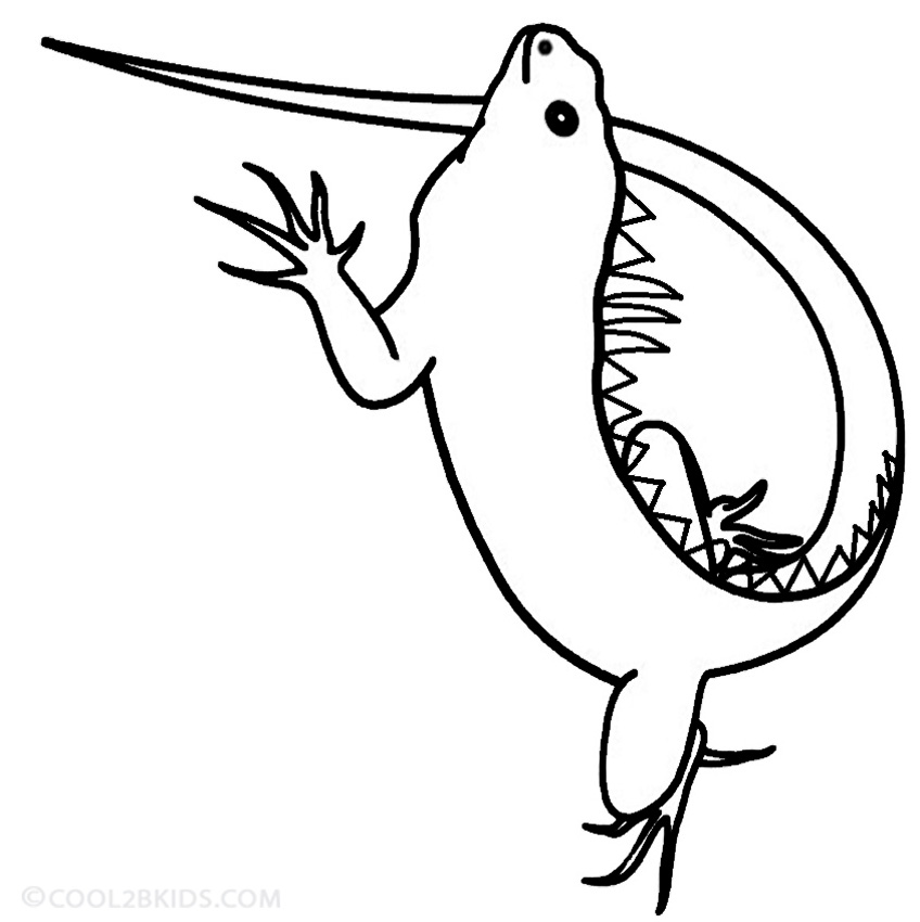 848x850 Printable Iguana Coloring Pages For Kids