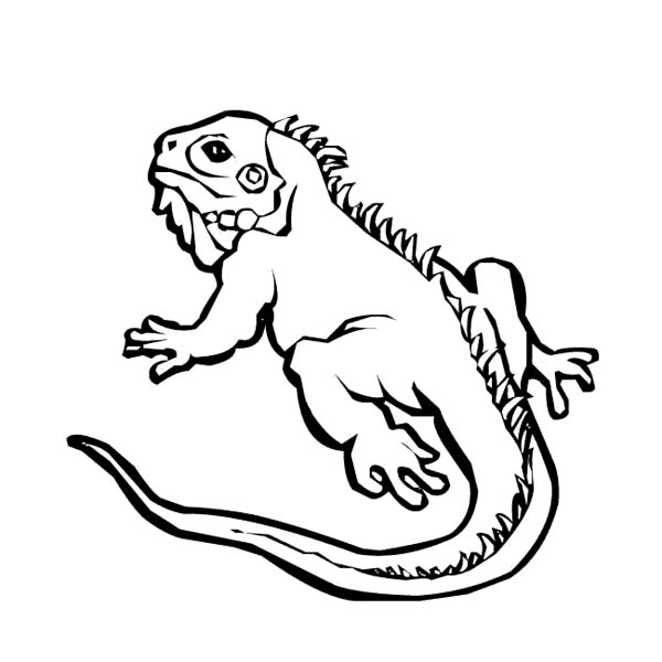 600x600 Iguana Crawl On The Ground Coloring Page For Kids