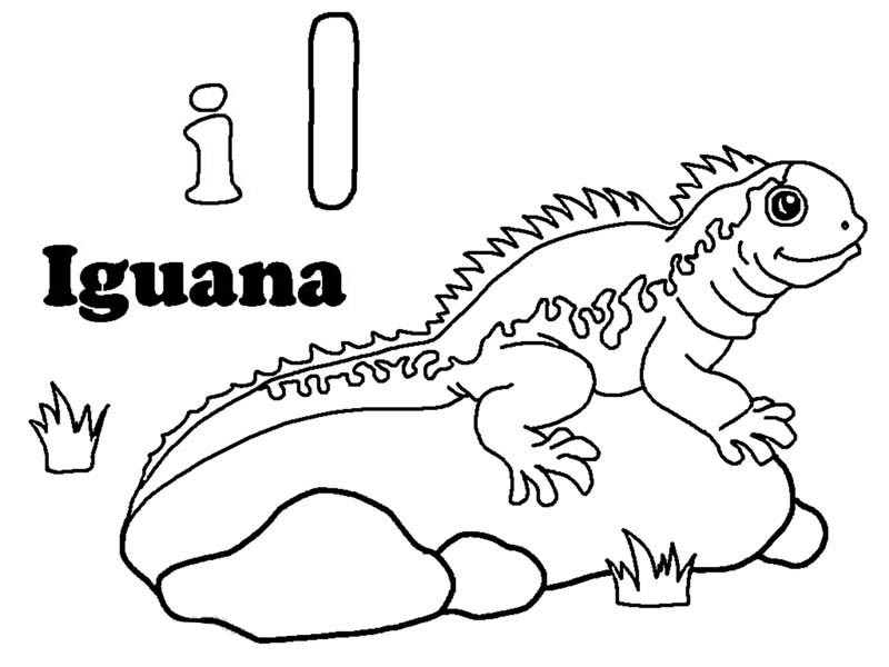 800x600 Iguana Sunbathing On A Rock Coloring Page