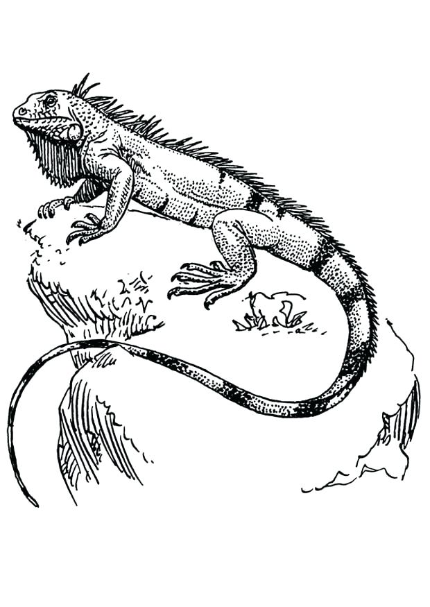 620x875 Coloring Page Iguana Coloring Page Iguana Green Iguana Coloring