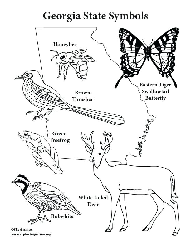 612x792 Illinois State Symbols Coloring Pages Page Fuhrer Von