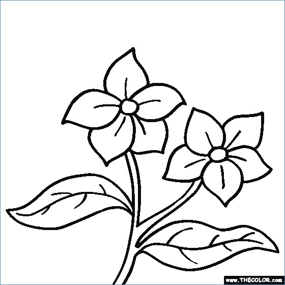 560x560 Flower Coloring Pages For Kids Printable