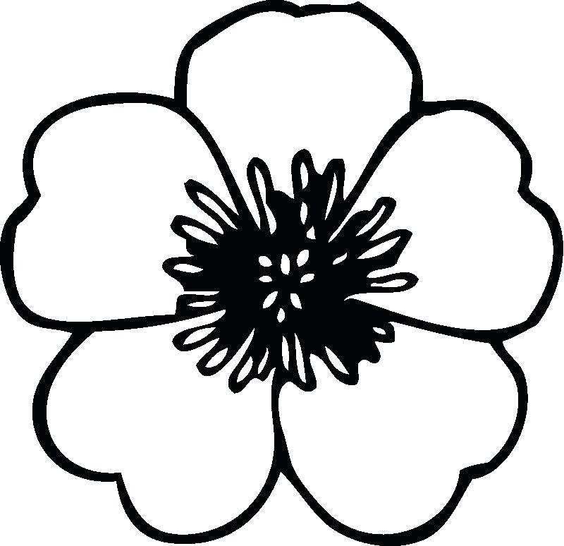 800x774 Flowers Coloring Pages Print
