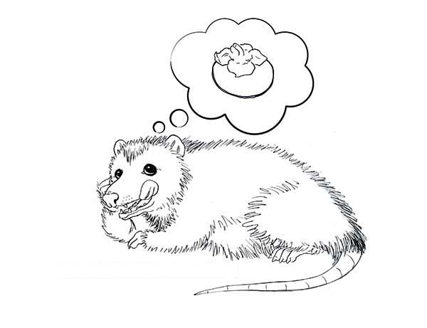 600x461 Possum Imagine Eating Fruit Coloring Page Color Luna