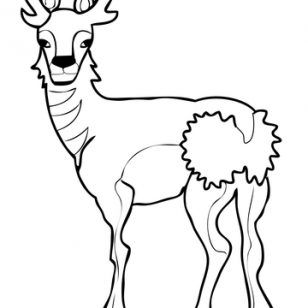 308x308 Images Of Antelopes Coloring Pages