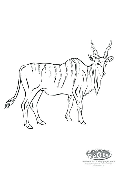 472x678 Impala Animal Coloring Pages Antelope Animal Coloring Pages